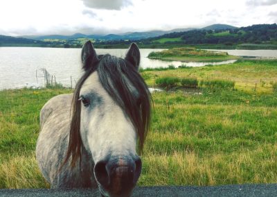 Welsh mountain pony, North Wales